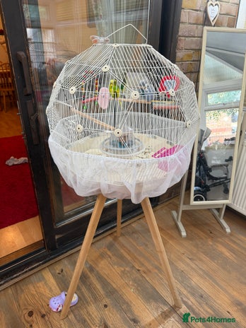 Budgerigars birds in London - Advert 1