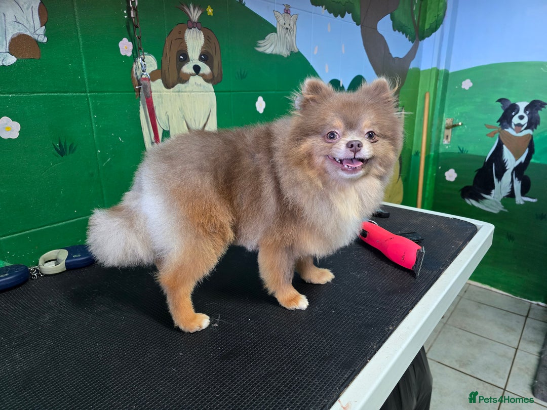 Pomeranian dogs for stud: Beautiful Lilac and Tan boy for stud - Image 3