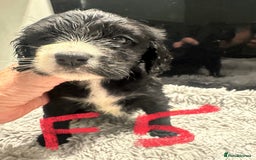 Mixed Breed dogs for sale: Cocker Spaniel x Cavapoo puppies available  - Image 8