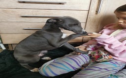 Whippet dogs for sale: Stunning quality blue whippets  - Image 13