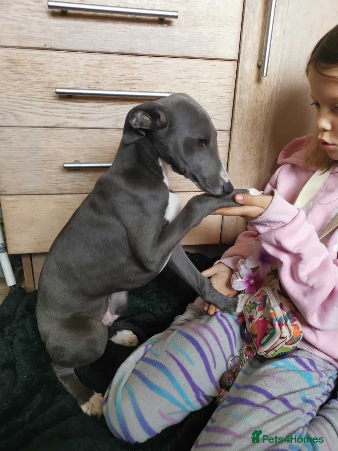 Whippet dogs for sale: Stunning quality blue whippets  - Image 13