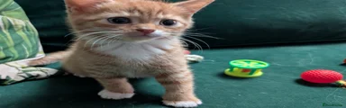 Mixed Breed Kitten 1