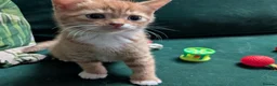 Mixed Breed cats for sale: Gorgeous ginger kittens for sale - Advert 16