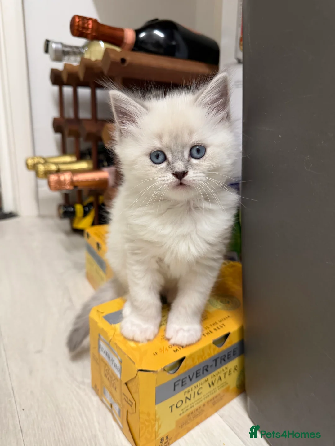 Ragdoll cats for sale: Ragdoll x BSH  - Advert 6