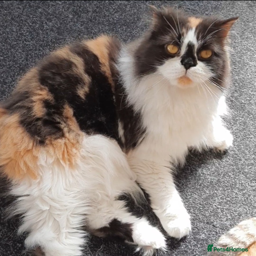Scottish Fold cats for sale: SOLD----TICA Registered Scottish Straight Neutered - Image 3