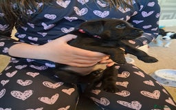 Mixed Breed dogs for sale: Splurcherpoo puppys - Image 14