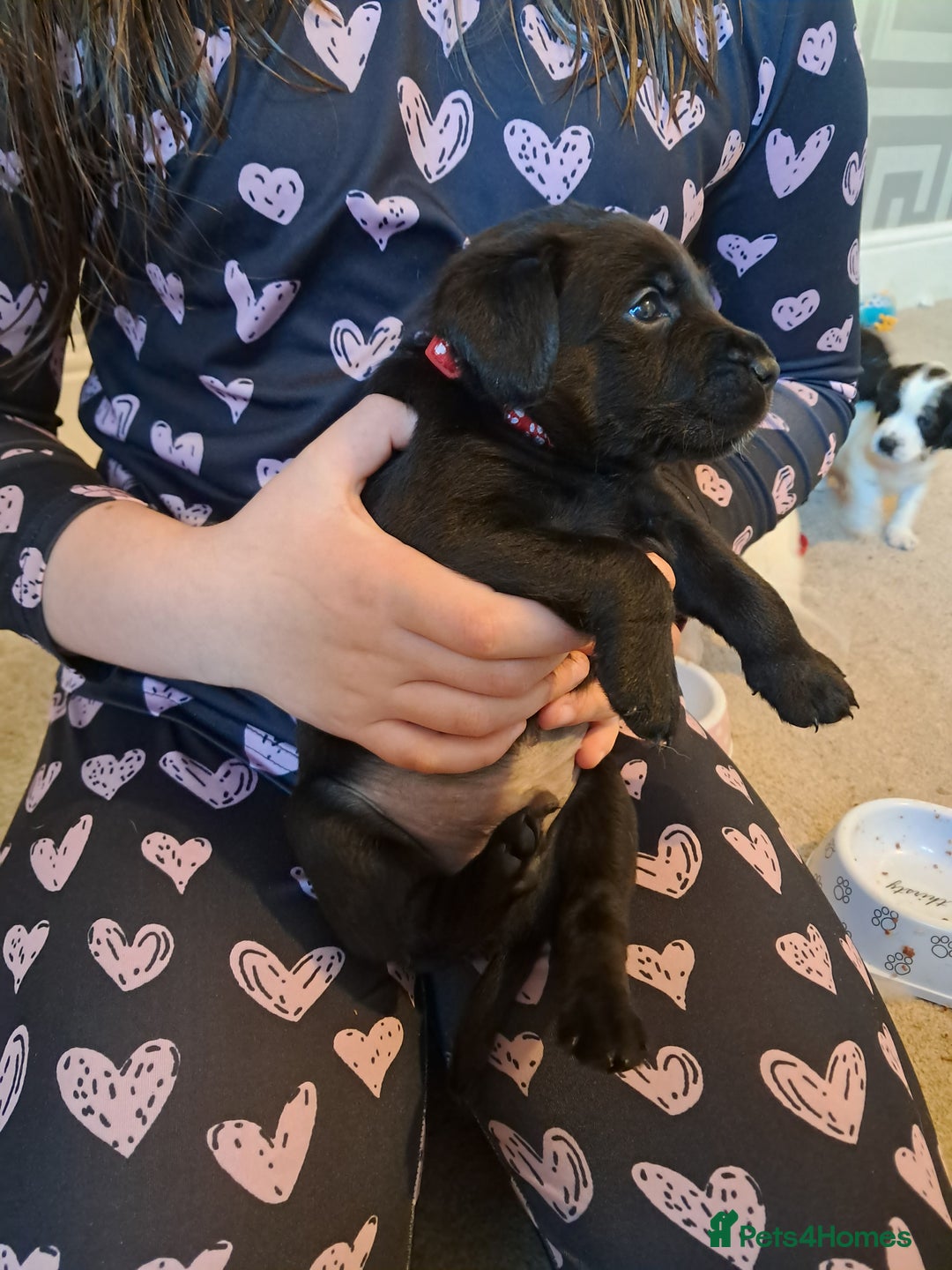 Mixed Breed dogs for sale: Splurcherpoo puppys - Image 14
