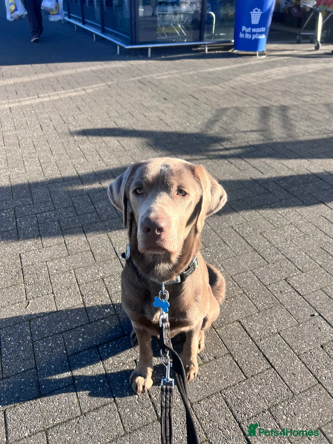 Labrador Retriever dogs for stud: STUNNING SILVER LABRADOR AVAILABLE FOR STUD - Advert 3