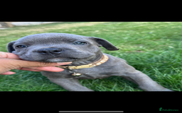 Staffordshire Bull Terrier dogs for sale: Blue Staffordshire bull terrier  - Image 23