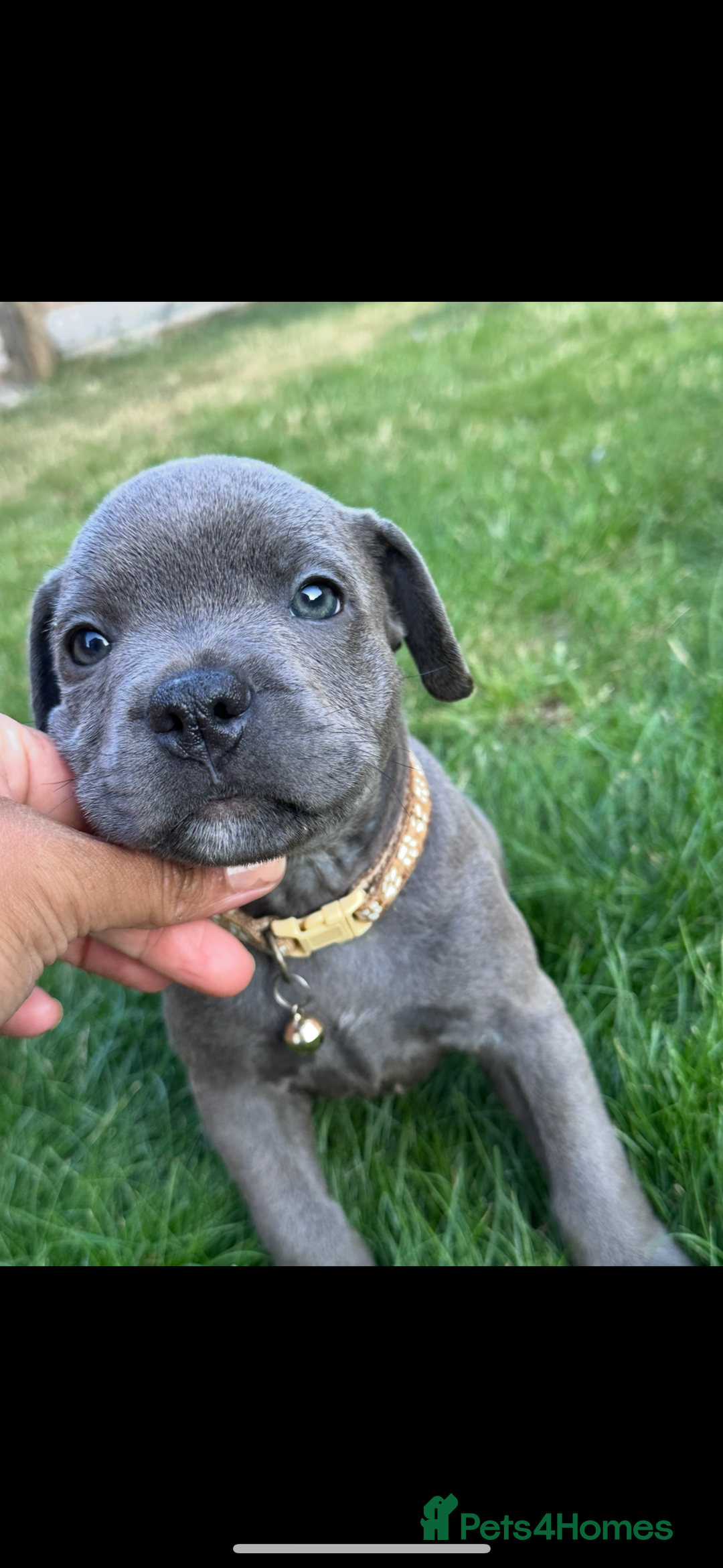 Staffordshire Bull Terrier dogs for sale: Blue Staffordshire bull terrier  - Image 23
