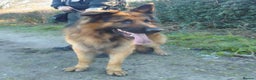 German Shepherd dogs for sale: German shepherd puppies - Advert 6