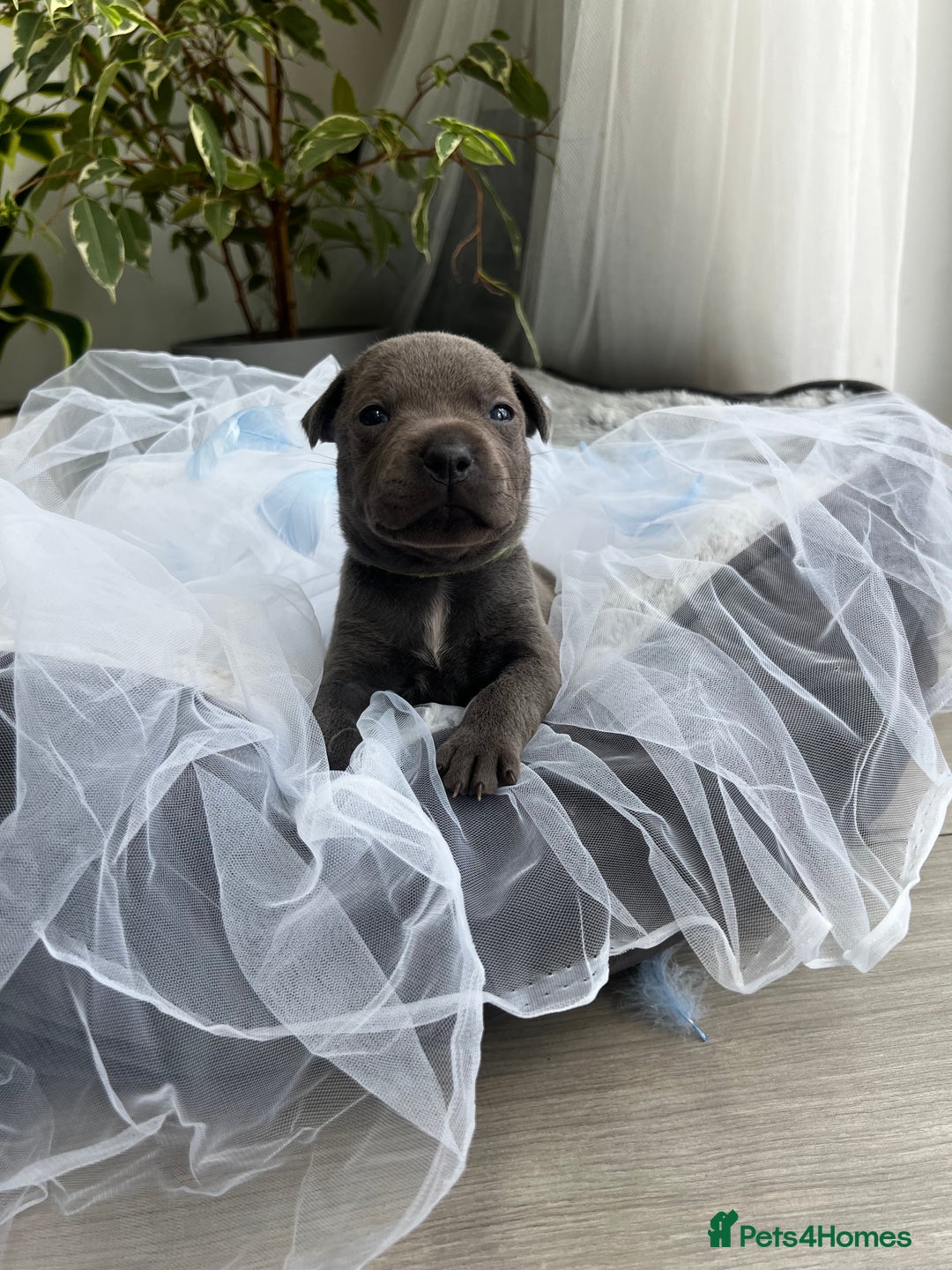 Staffordshire Bull Terrier dogs for sale: 🔷 Pharaon Champion Line Pups 🔷 in Wolverhampton - Image 19