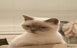 British Shorthair cats for sale: Pegidree adult loving British Shorthair for sake - Image 14