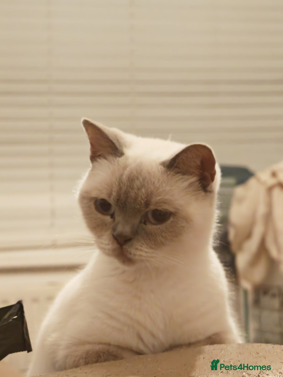 British Shorthair cats for sale: Pegidree adult loving British Shorthair for sake - Image 14