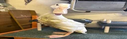 Ducks poultry for sale: Three Indian Runner Ducks  - Advert 5