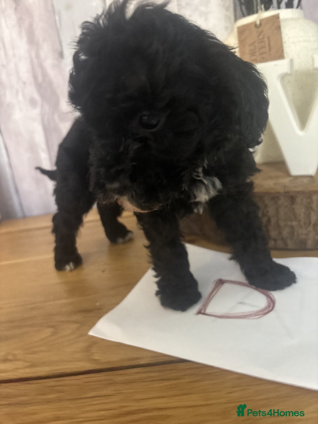 Cockapoo dogs for sale: Cockapoo Puppies looking for their forever homes - Advert 14