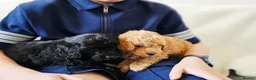 Cockapoo dogs for sale: F1B Show Cockerpoo puppies 3 available girls - Advert 24