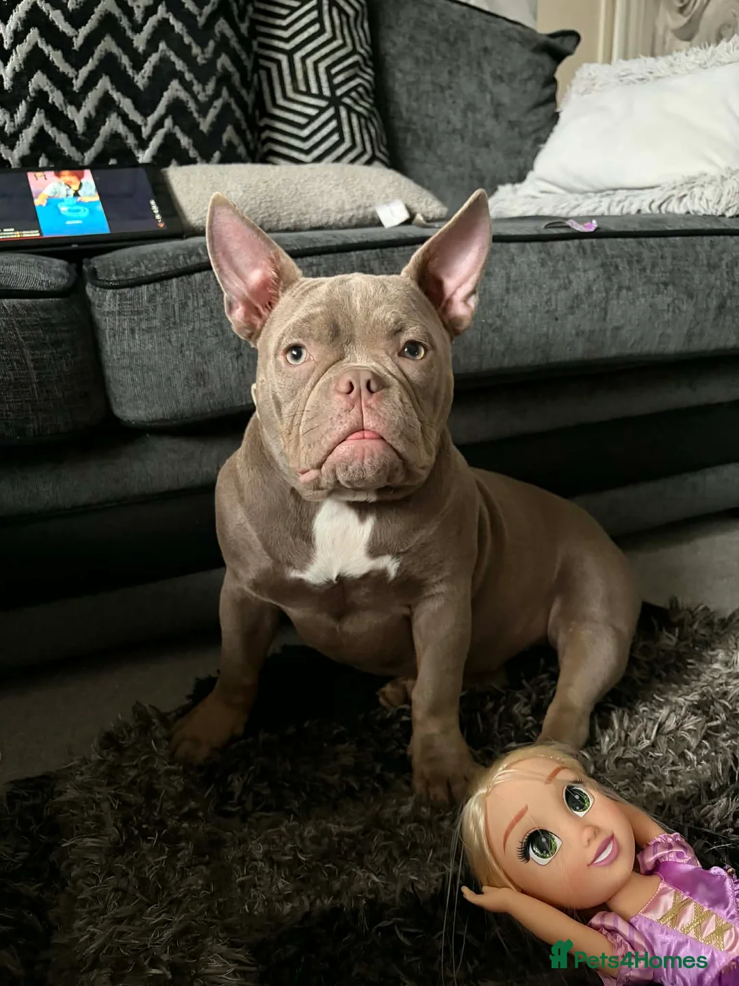 American Bully dogs for sale: Paradise- Pocket Bully in Peterborough - Advert 1