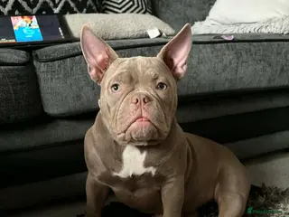 American Bully dogs Paradise- Pocket Bully - Advert 13