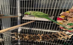 Parrots birds for sale: Irn parrot  - Image 2