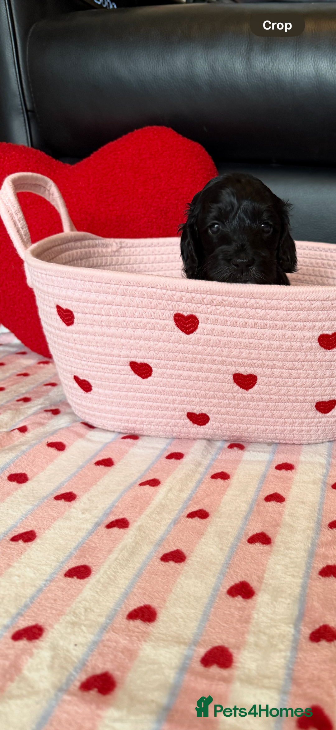 Cockapoo dogs for sale: Beautiful Cockapoo Puppies  - Advert 11