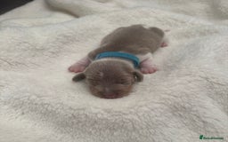 Miniature Dachshund dogs for sale: Miniature Dachshund Puppies - Image 9