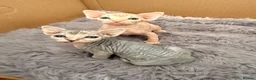 Sphynx cats for sale: Two female Canadian Sphynx kittens - Advert 2
