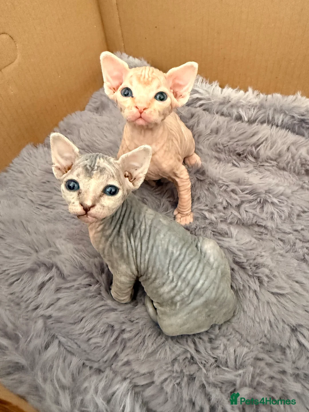 Sphynx cats for sale: Two female Canadian Sphynx kittens - Advert 2
