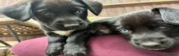 Mixed Breed dogs for sale: Husky x Pomsky x English Springer Spaniel - Advert 9