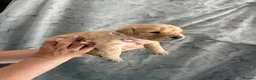 Labrador Retriever dogs for sale: Labrador Puppies Looking For Their Forever Homes  - Advert 15