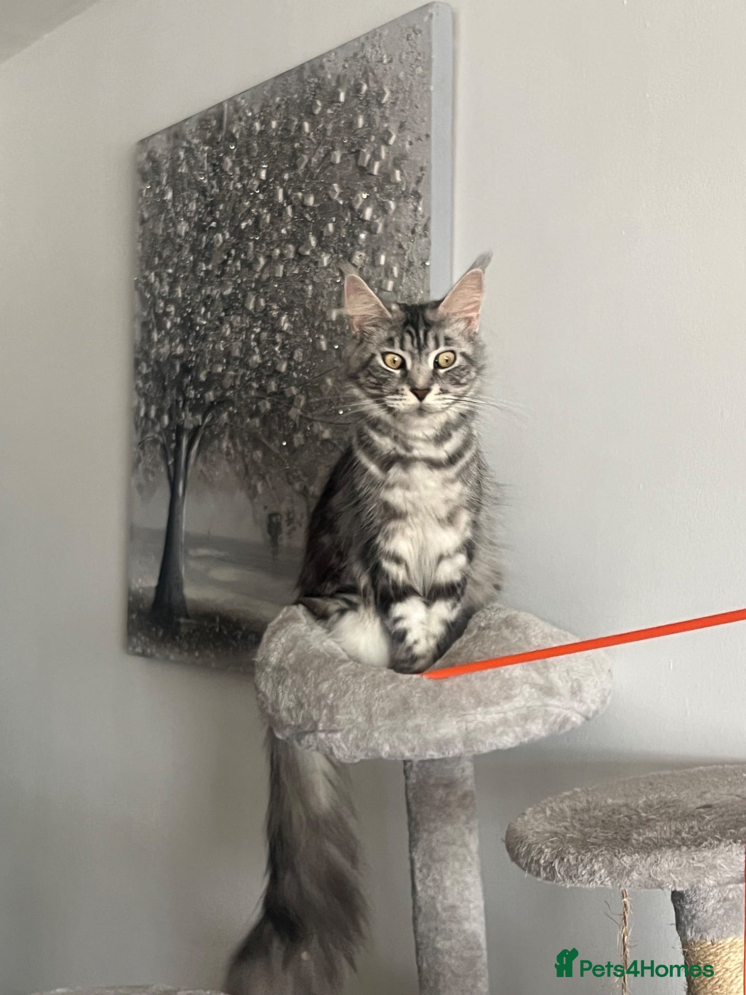 Mixed Breed cats 2Maine Coon Cross Male Kittens Need Loving Homes . - Advert 2