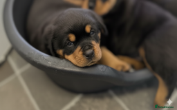 Rottweiler dogs for sale: Exclusive UK Rottweiler Puppy Champion Bloodlines - Image 30