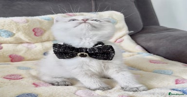 British Shorthair cats - Advert 7