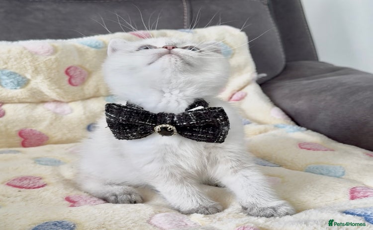 British Shorthair cats - Advert 10