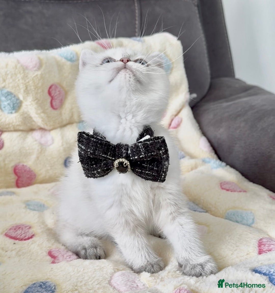 British Shorthair cats for sale: Beautiful GCCF kittens from champion lines  - Image 7