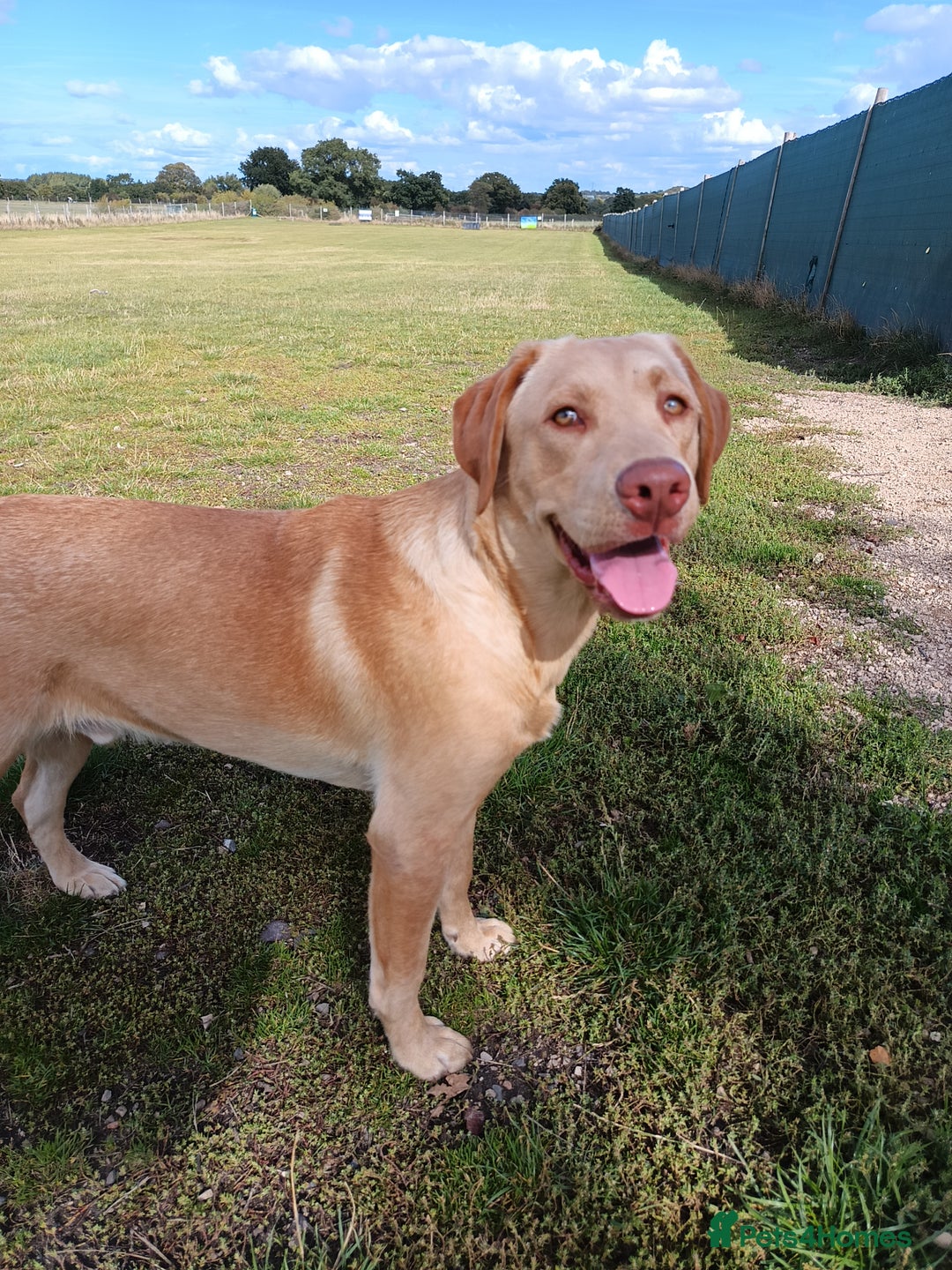 Labrador Retriever dogs for sale: 2 stunning Labradors 9 months old  - Image 2