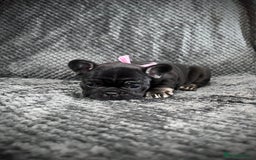 French Bulldog dogs for sale: Gorgeous Puppies ready to be reserved  - Image 2
