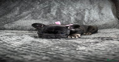 French Bulldog dogs - Advert 2