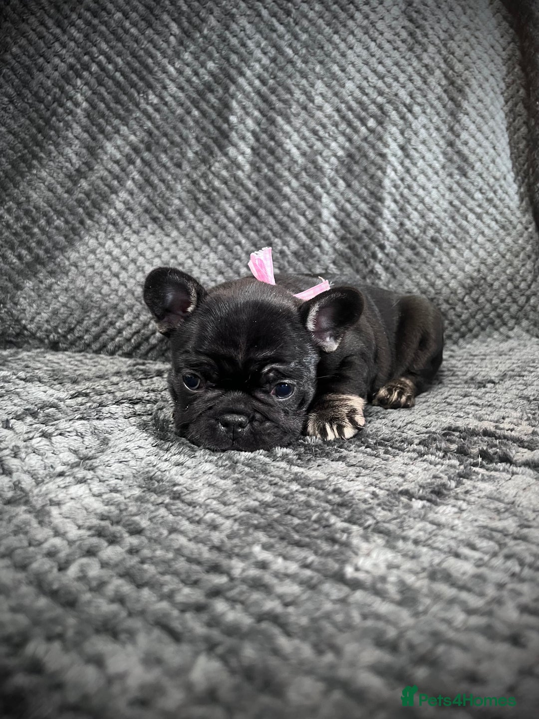 French Bulldog dogs for sale: Gorgeous Puppies ready to be reserved  - Image 2