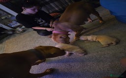 Staffordshire Bull Terrier dogs for sale: Beautiful staffie x puppies  - Image 6