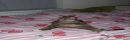 Mixed Breed cats for sale: 2 female sisters looking for a home - Advert 2