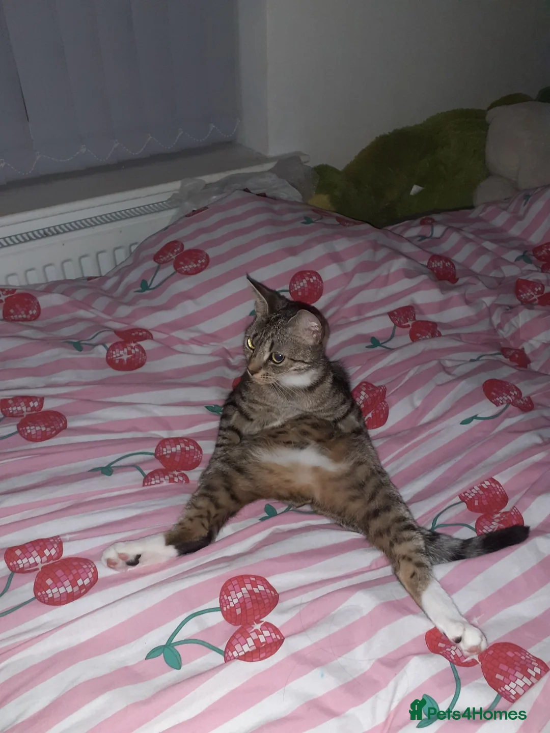 Mixed Breed cats for sale: 2 female sisters looking for a home - Advert 2