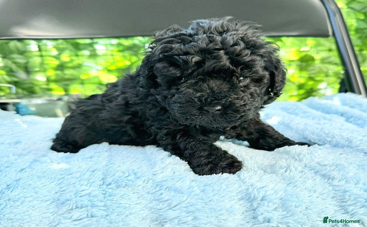 Toy Poodle dogs - Advert 3