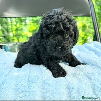 Toy Poodle dogs - Advert 1