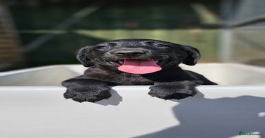 Labrador Retriever dogs - Advert 1