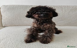 Toy Poodle dogs for sale: 16 Month Old Asian Toy Poodle - Image 9