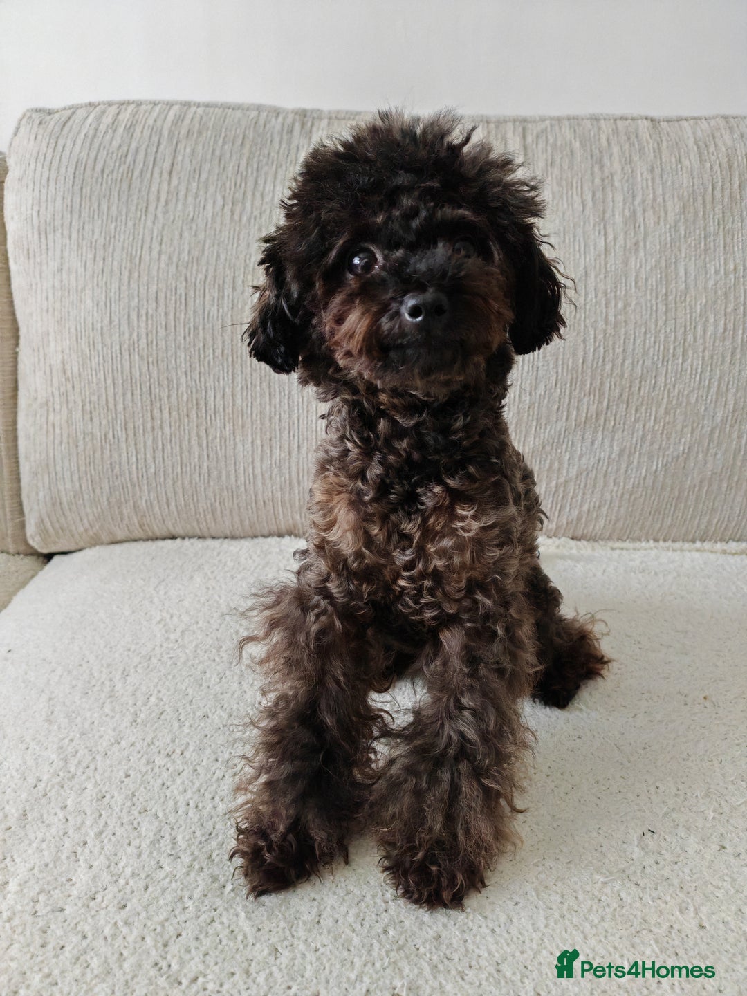 Toy Poodle dogs for sale: 16 Month Old Asian Toy Poodle - Image 9