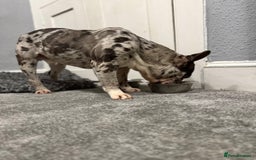 French Bulldog dogs for sale: French bulldog - Advert 5