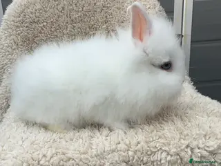Lionhead rabbits Lionhead Bunnies - Advert 2