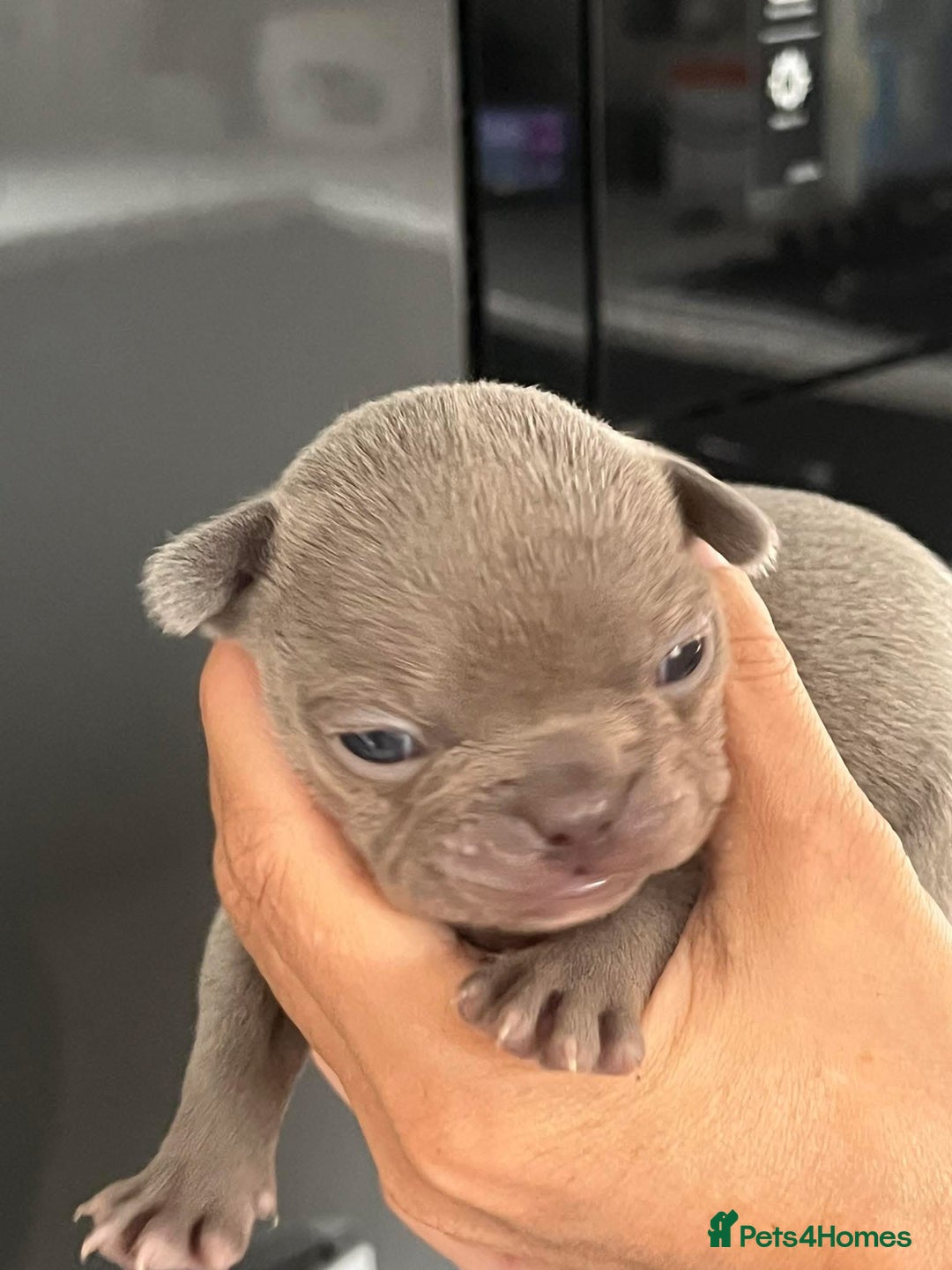 French Bulldog dogs for sale: Ready to leave on the 12th of September - Image 18